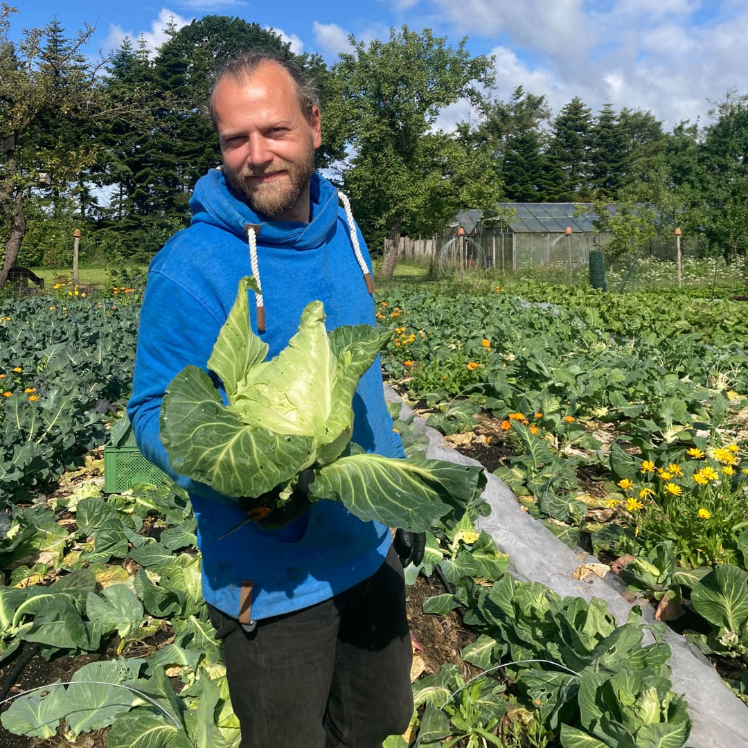 Bio-Jungpflanze Spitzkohl Berns