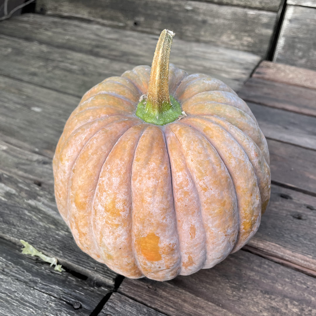 Bio-Jungpflanze Moschata-Kürbis Futsu Black (Cucurbita moschata)