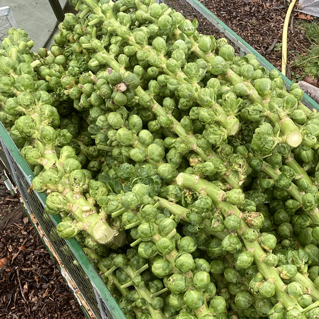 Rosenkohl Idemar Ernte