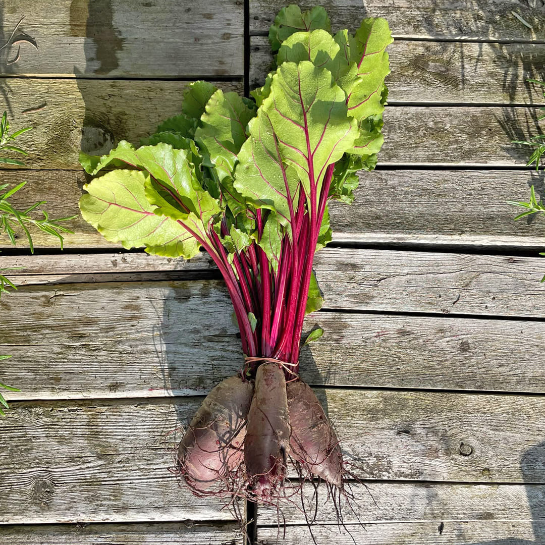 Bio-Rote Beete "Foniro"