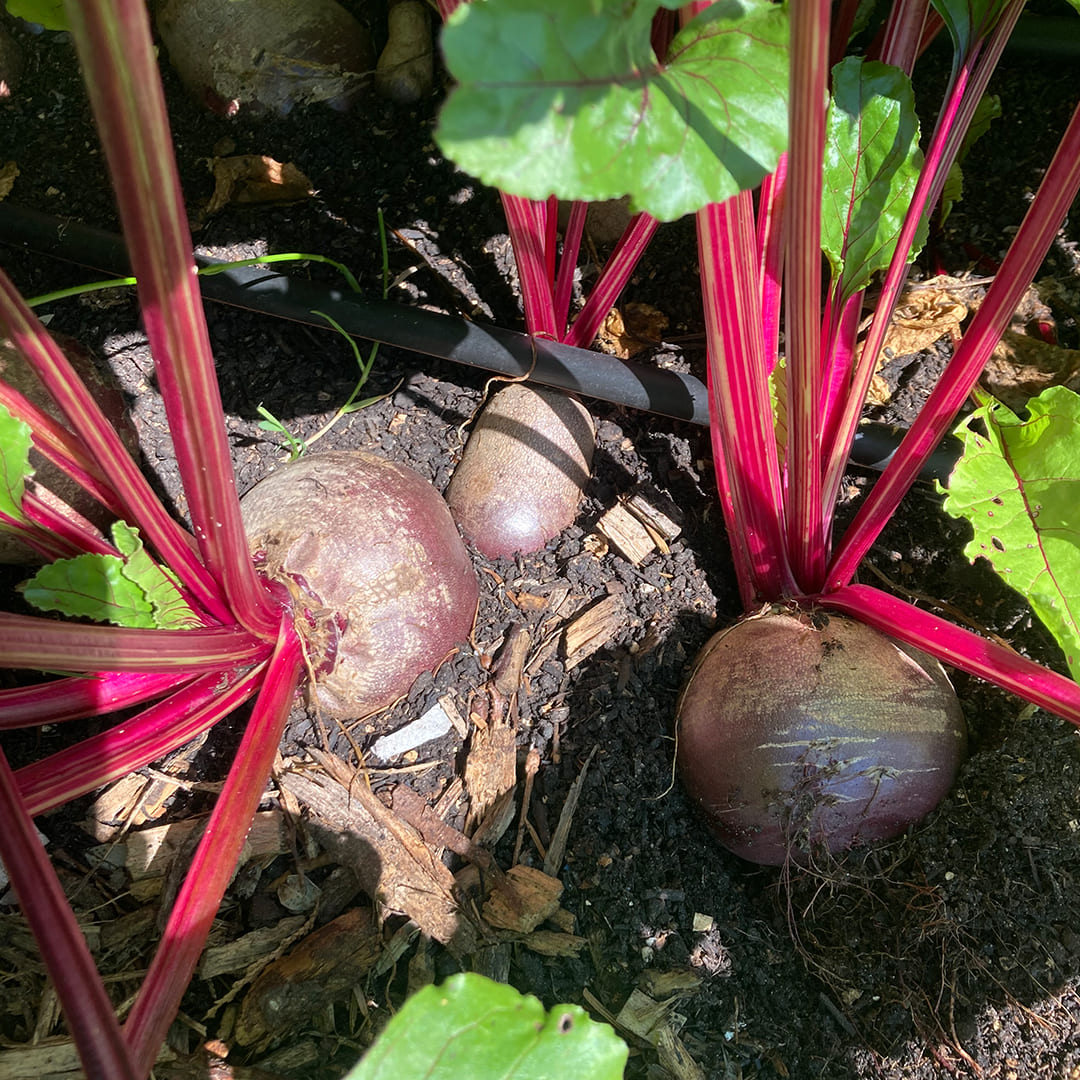Rote Beete Gesche im Beet
