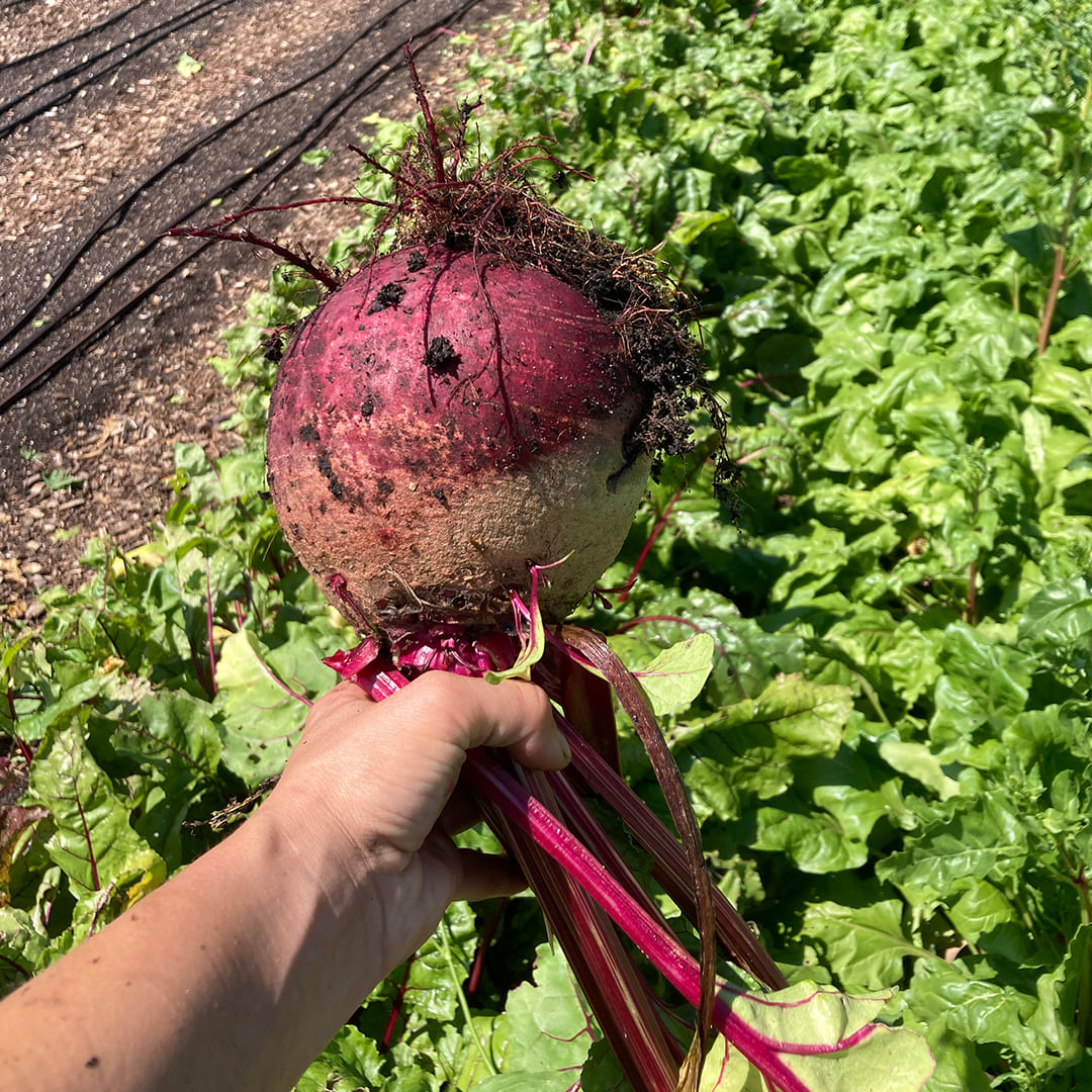 Große Rote Beete Gesche