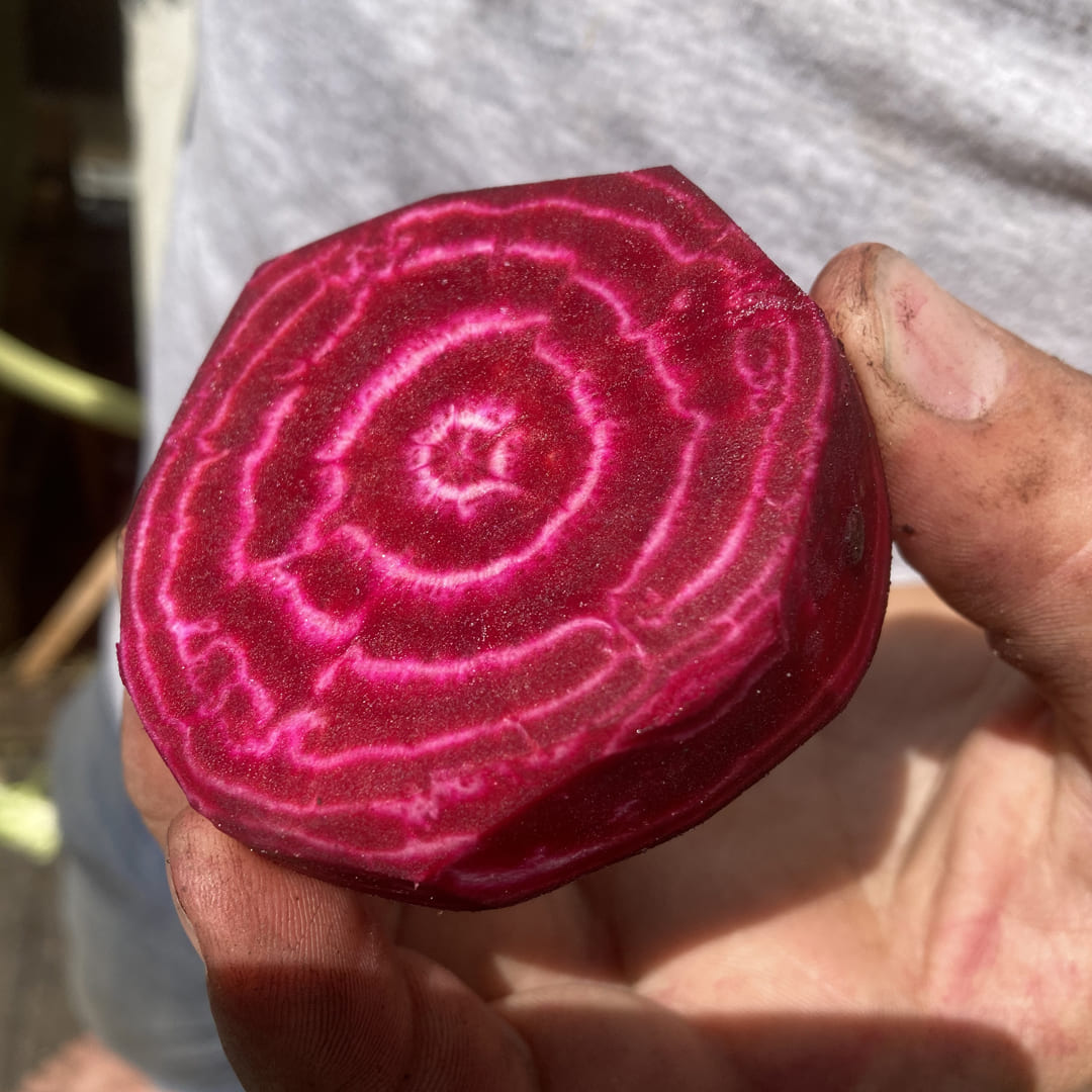 Geschälte Rote Beete Gesche