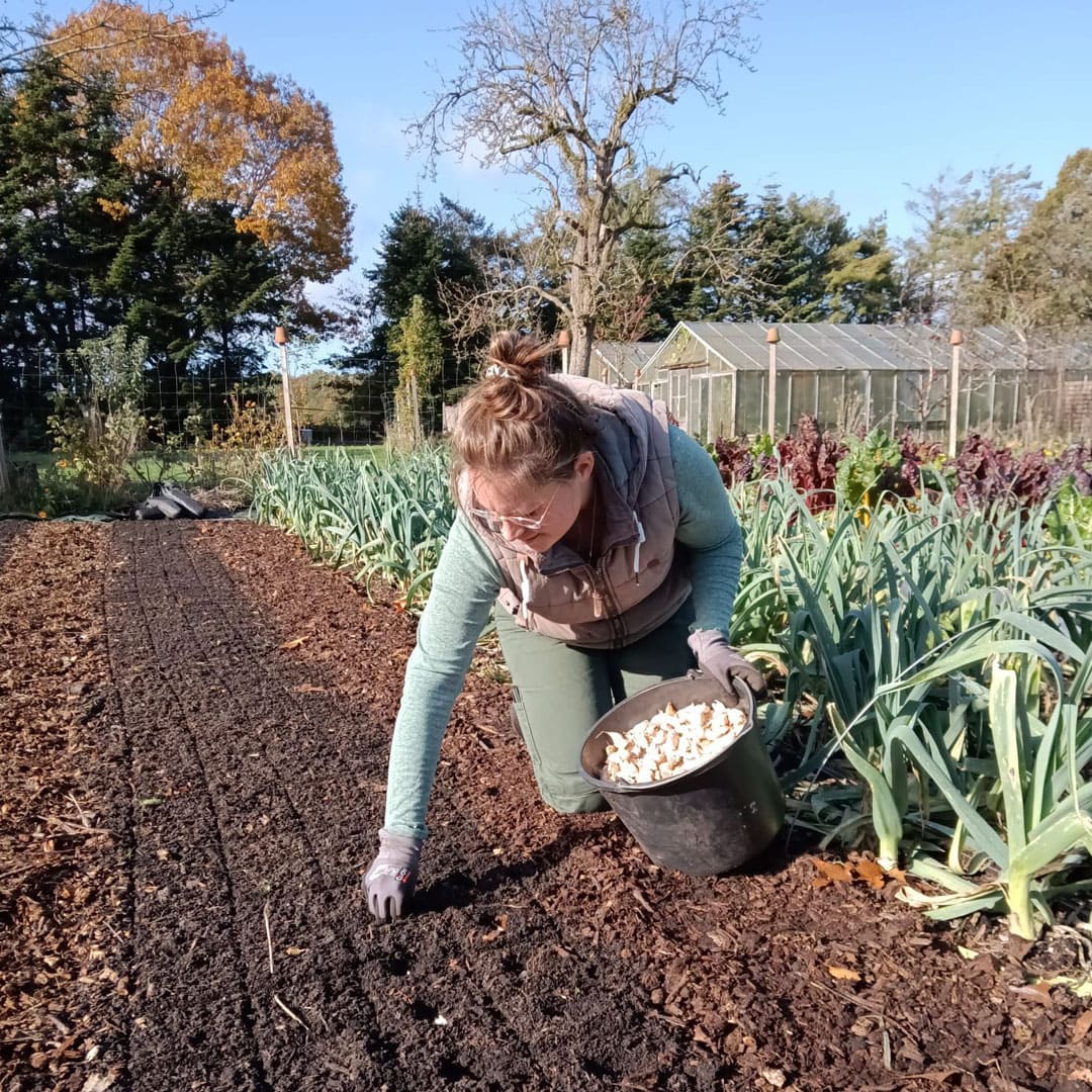 Bio-Knoblauch "Vallelado"