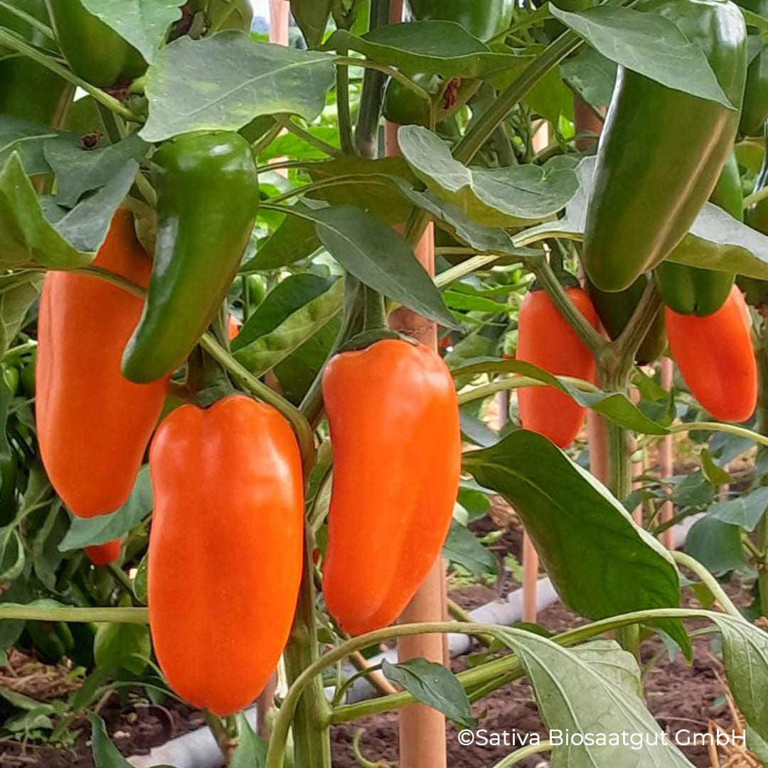 Orangene Snackpaprika Lucia