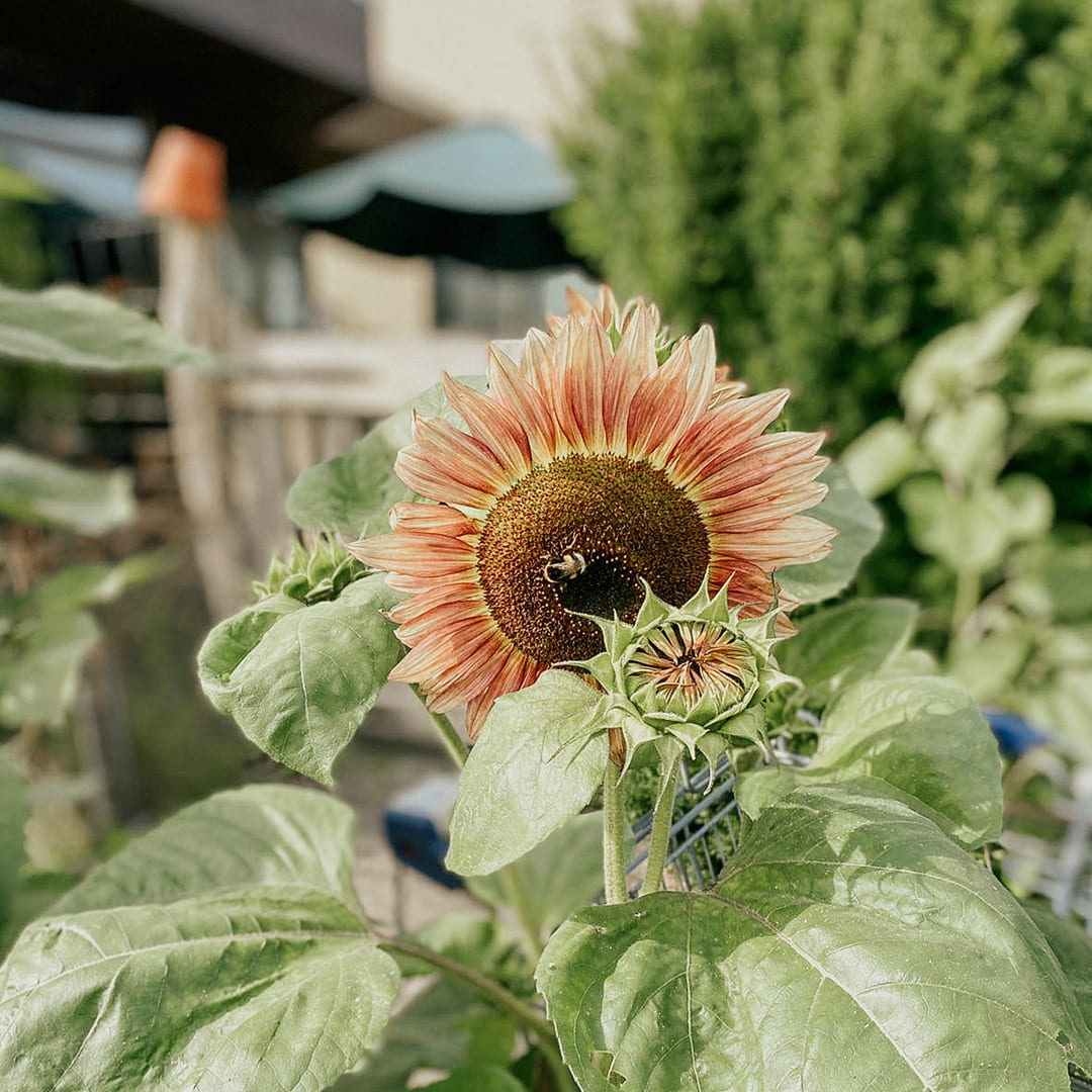 Rosafarbene Sonnenblume mit Hummel