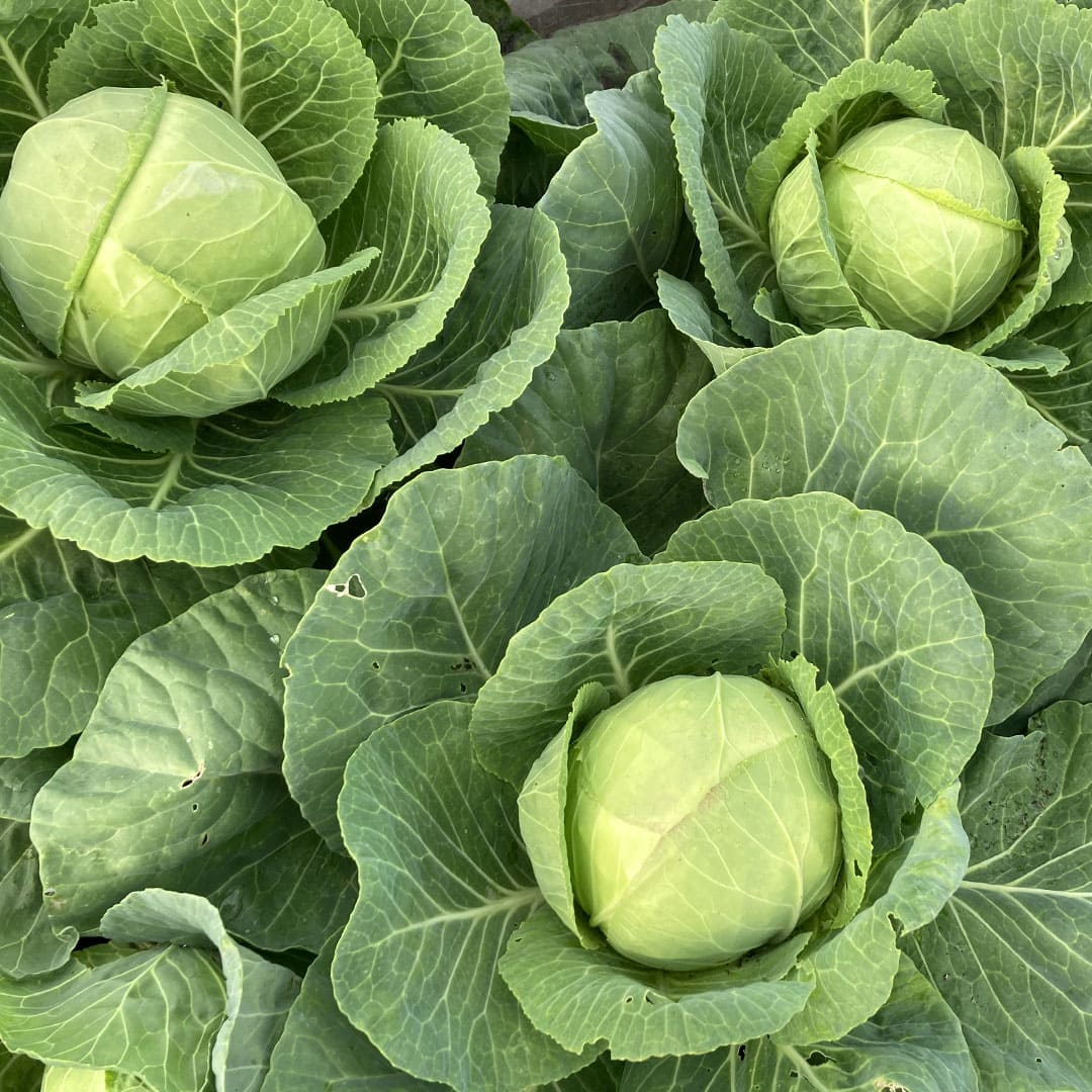 Bio-Weißkohl "Nagels Frühweiß"