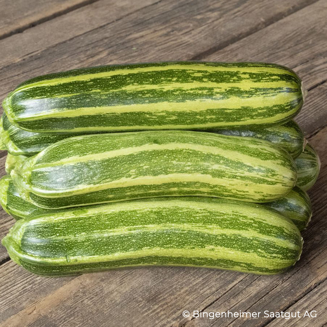 Gestreifte Zucchini