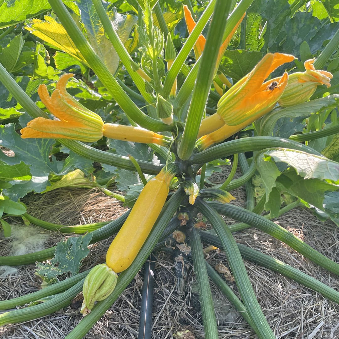 Bio-Jungpflanze Zucchini Solara