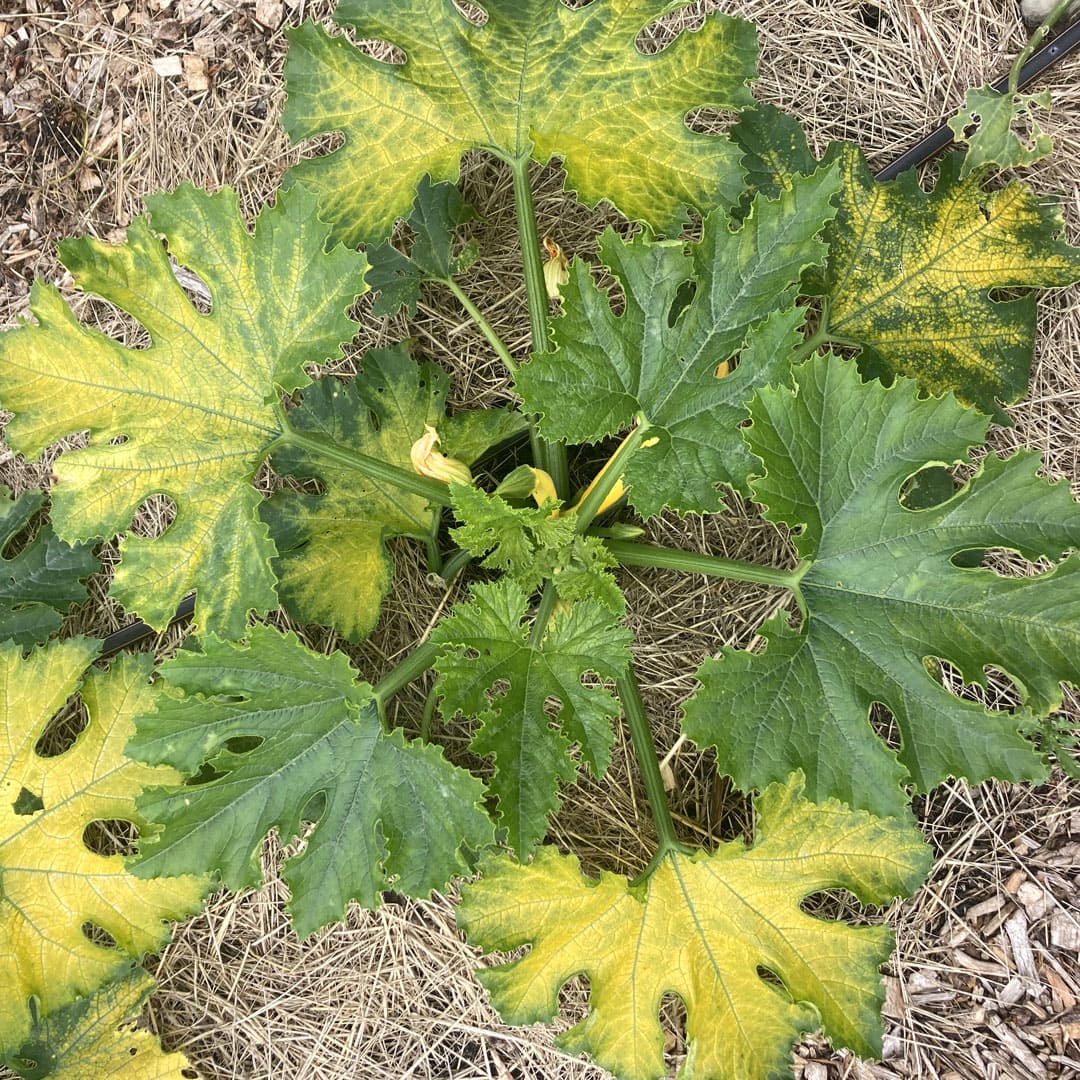 Bio-Jungpflanze Zucchini Solara