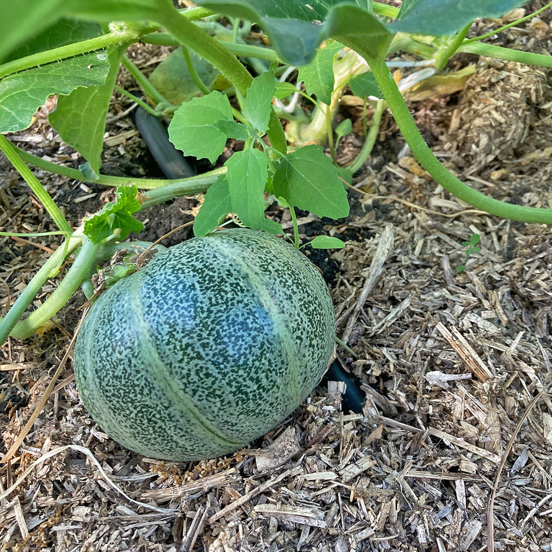 Unreife Zuckermelone Petit gris de rennes