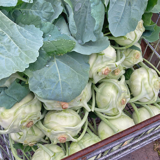 Cremige Kohlrabi-Pfanne mit Frühlingszwiebeln