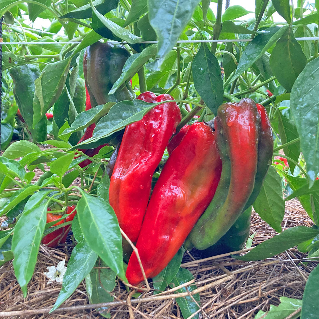 Paprika & Chili