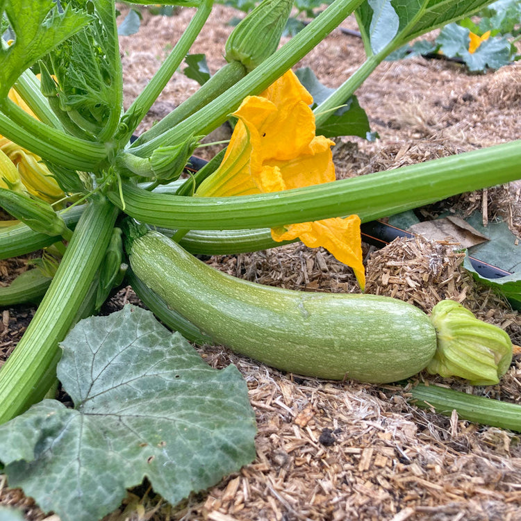 Zucchini- & Kürbispflanzen