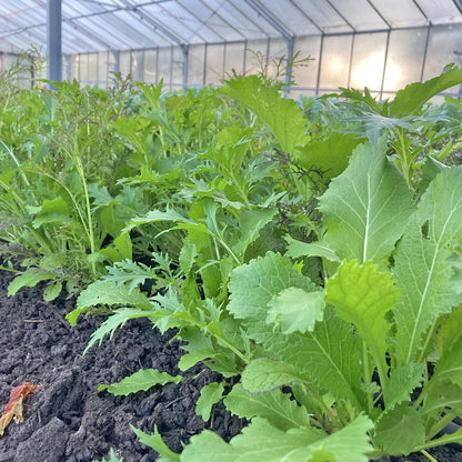 Bio-Jungpflanze Asiasalat-Mischung, 6er-Schale