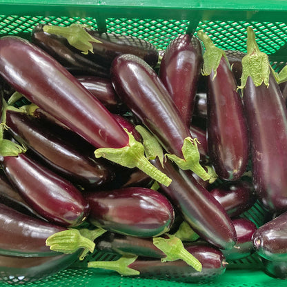 Bio-Aubergine "Zora"