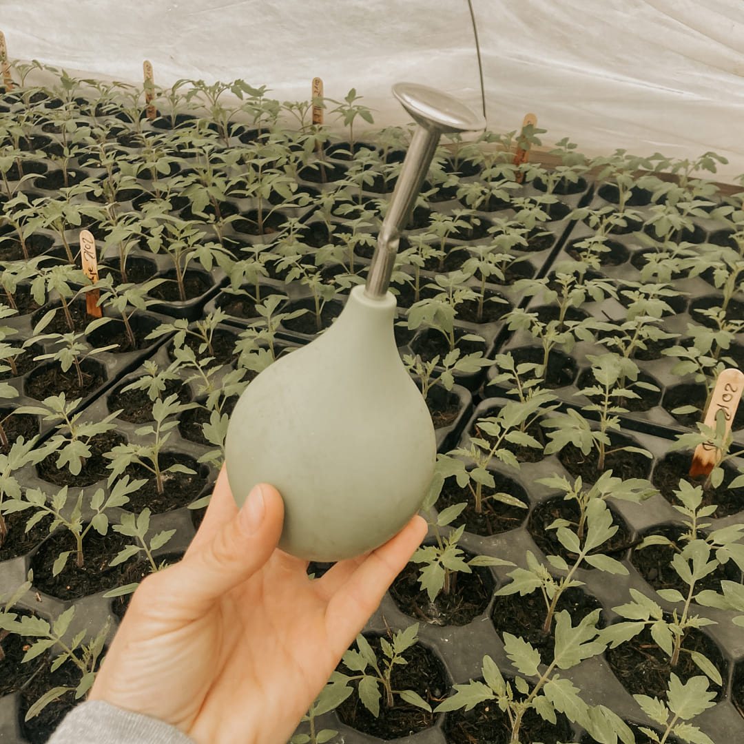 Bio-Jungpflanzenanzucht für den Hobbygarten