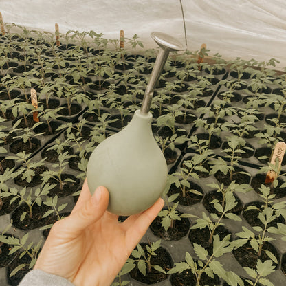 Bio-Jungpflanzenanzucht für den Hobbygarten