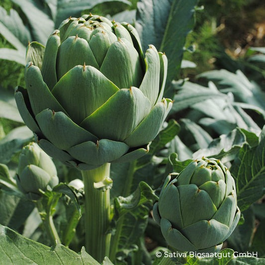 Bio-Jungpflanze Artischocke Imperial Star