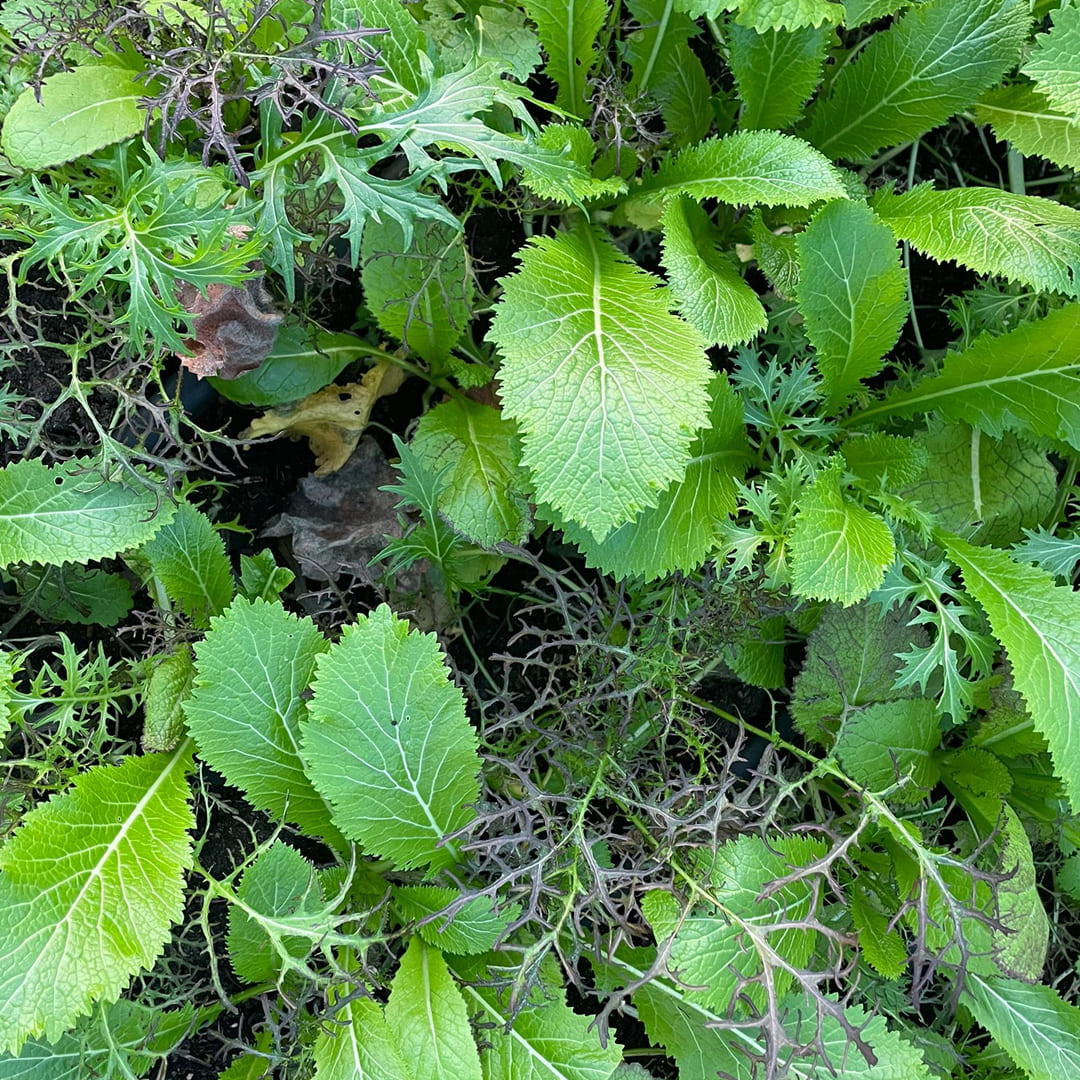 Bio-Asiasalat-Mischung