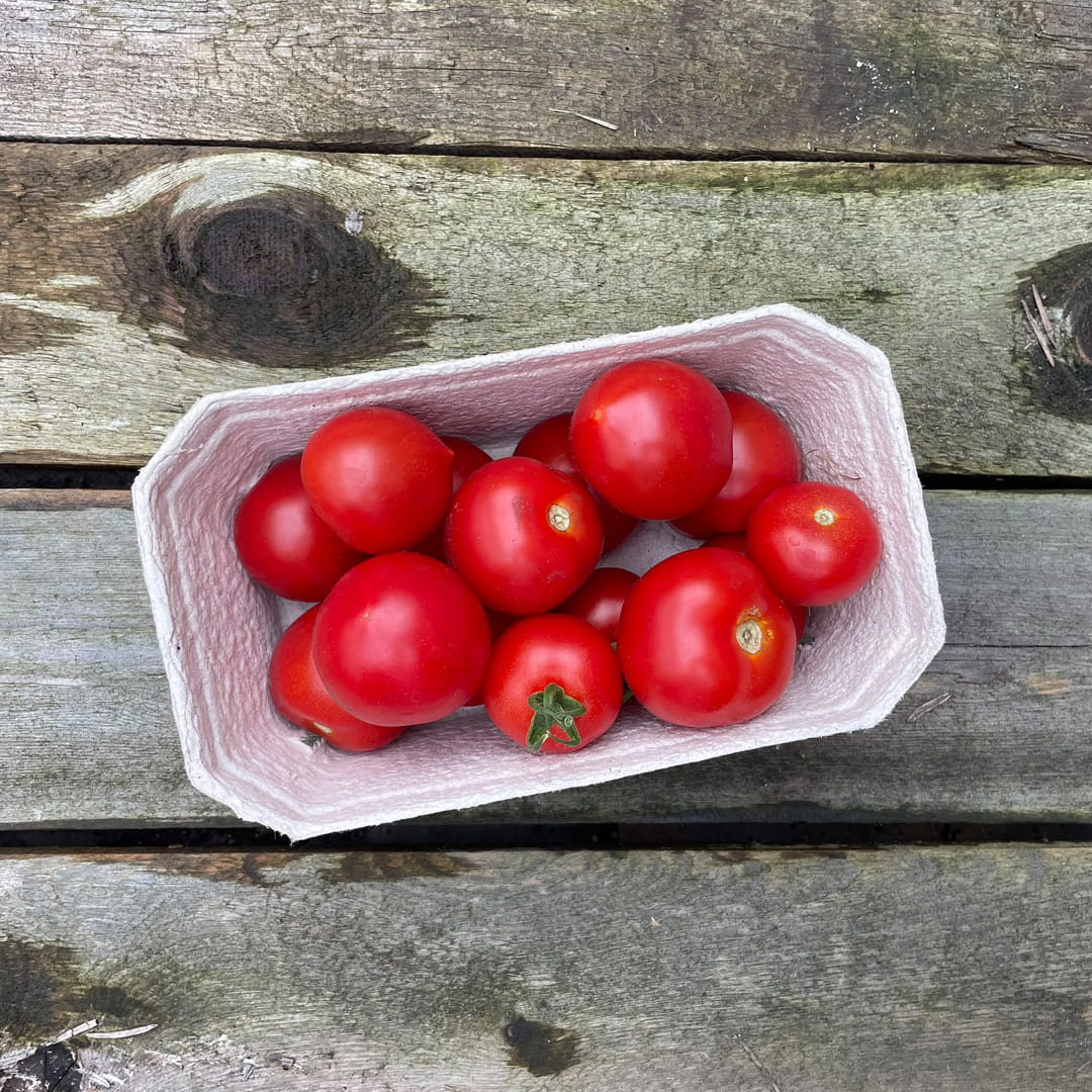 Bio-Cocktailtomate 