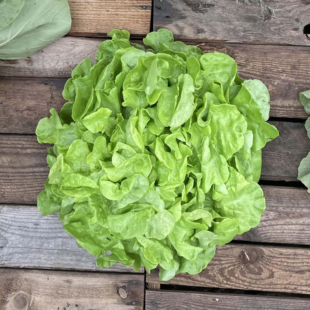 Bio-Eichblattsalat 