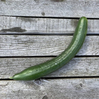 Grüne Salatgurke
