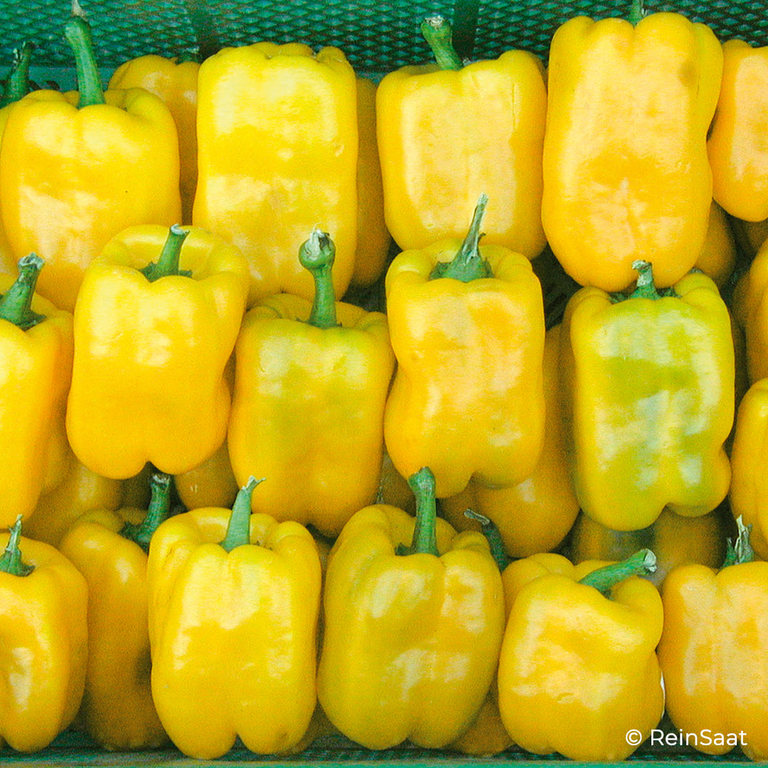 Gelbe Paprika