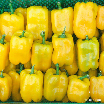 Gelbe Paprika