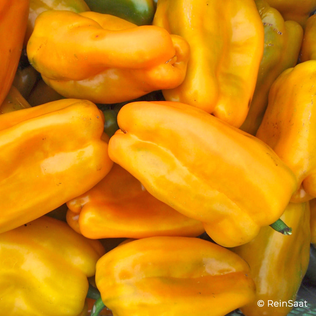 Gelbe Blockpaprika