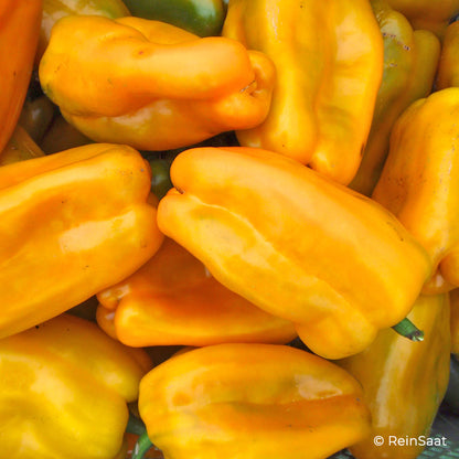 Gelbe Blockpaprika