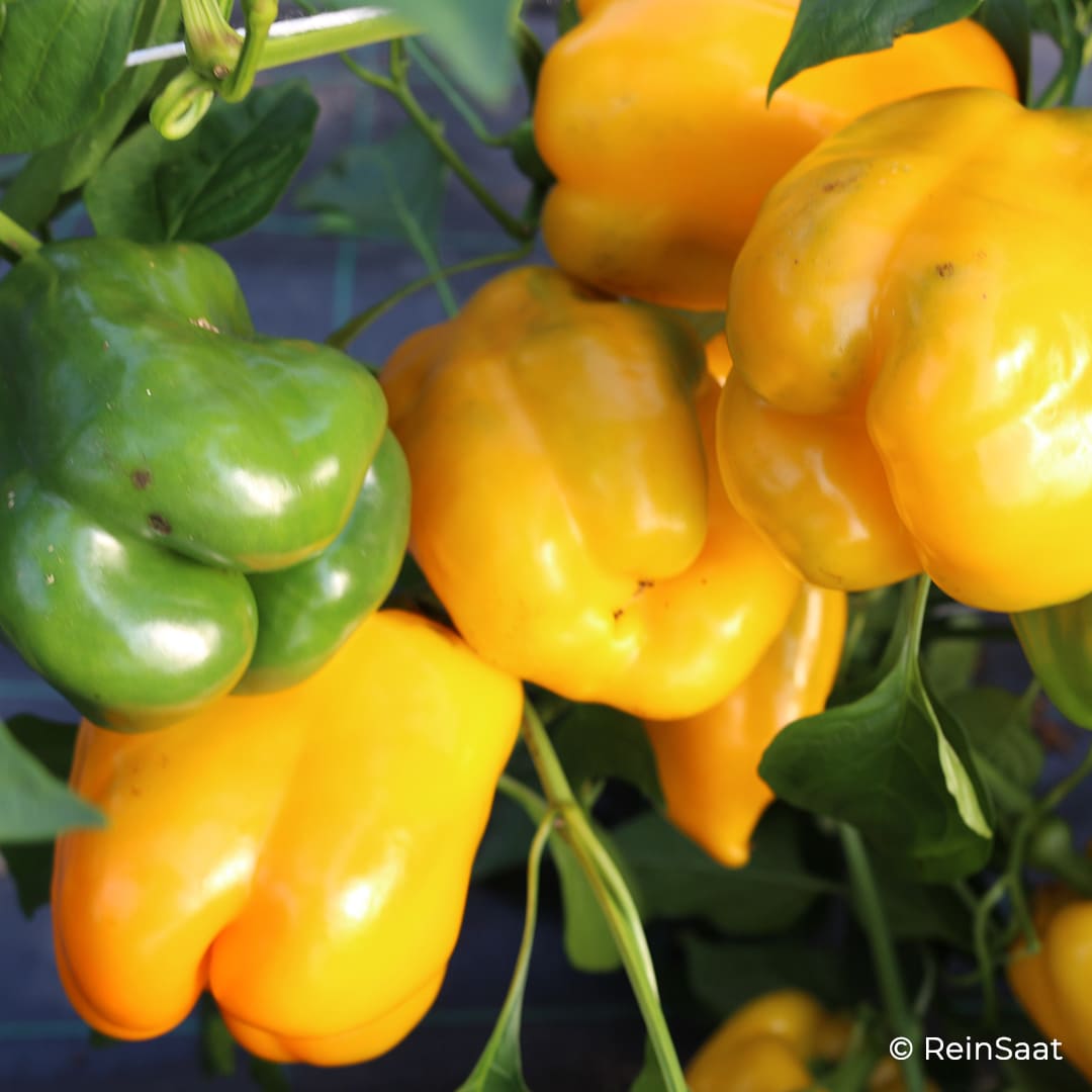Gelbe und grüne Blockpaprika