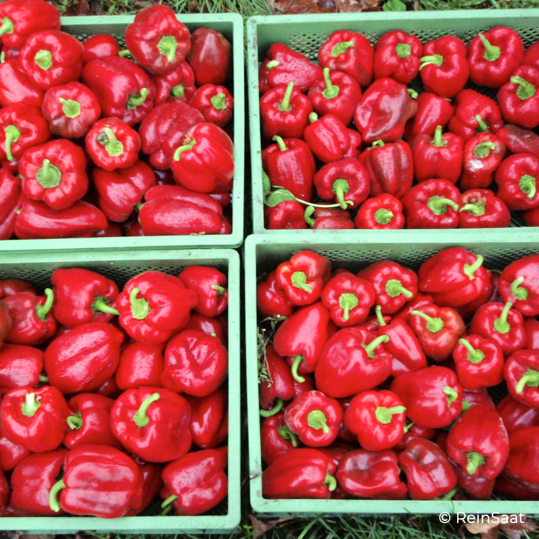 Rote Blockpaprika in grünen Kisten