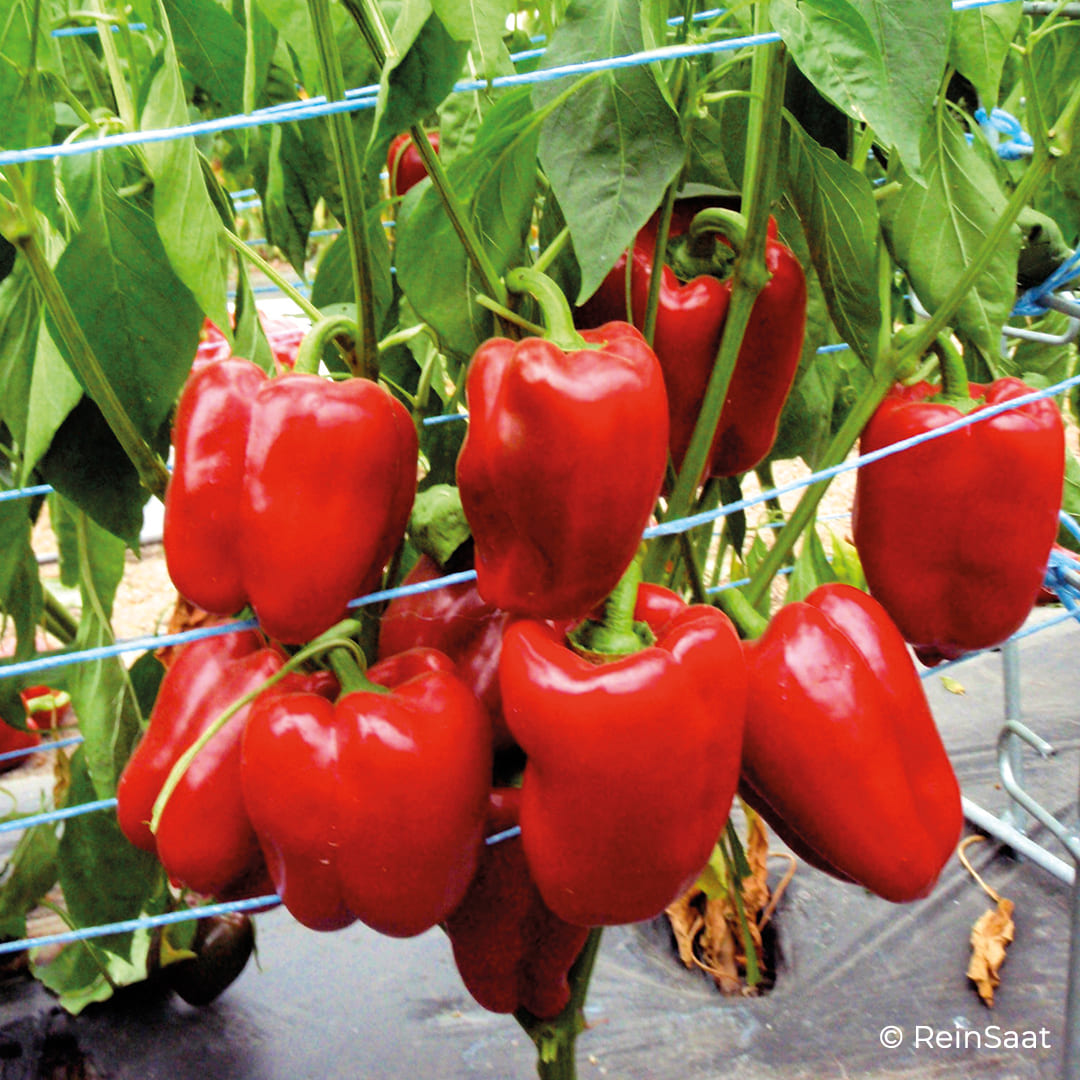 Rote Blockpaprika im Beet