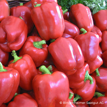 Rote Blockpaprika 