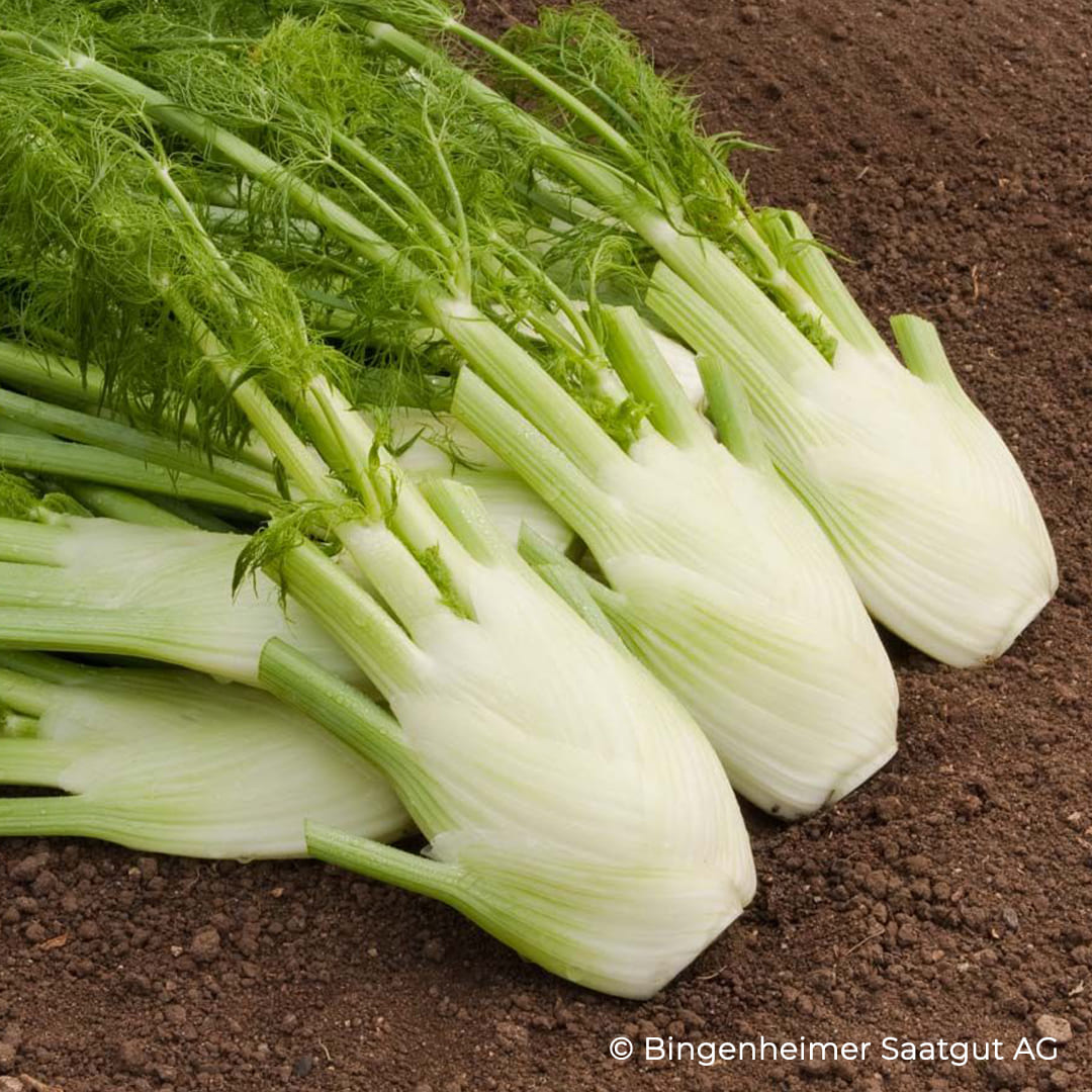 Knollenfenchel auf Erde