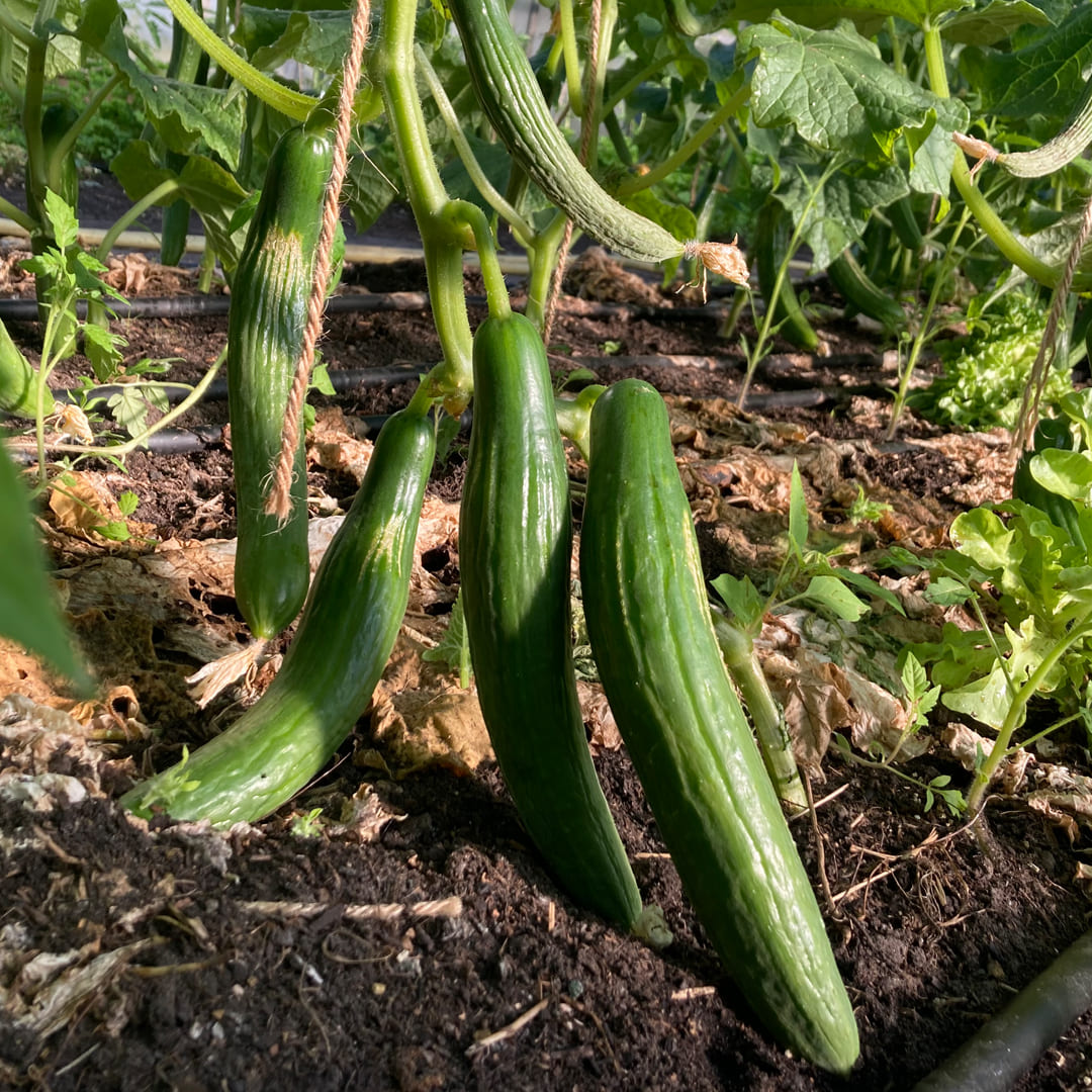 Bio-Jungpflanze Salatgurke Cleopha (Cucumis sativus)