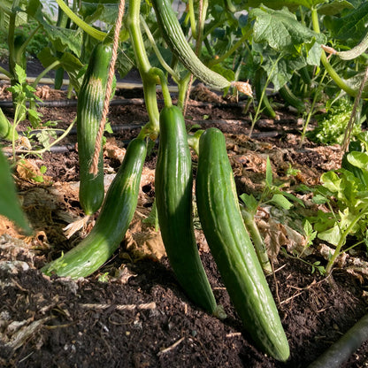 Bio-Jungpflanze Salatgurke Cleopha (Cucumis sativus)