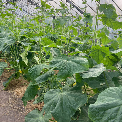 Bio-Jungpflanze Salatgurke Cleopha (Cucumis sativus)