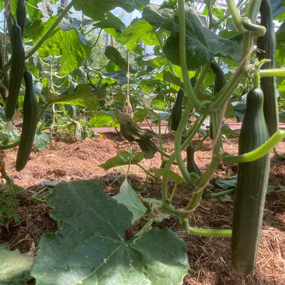 Bio-Jungpflanze Salatgurke Cleopha (Cucumis sativus)