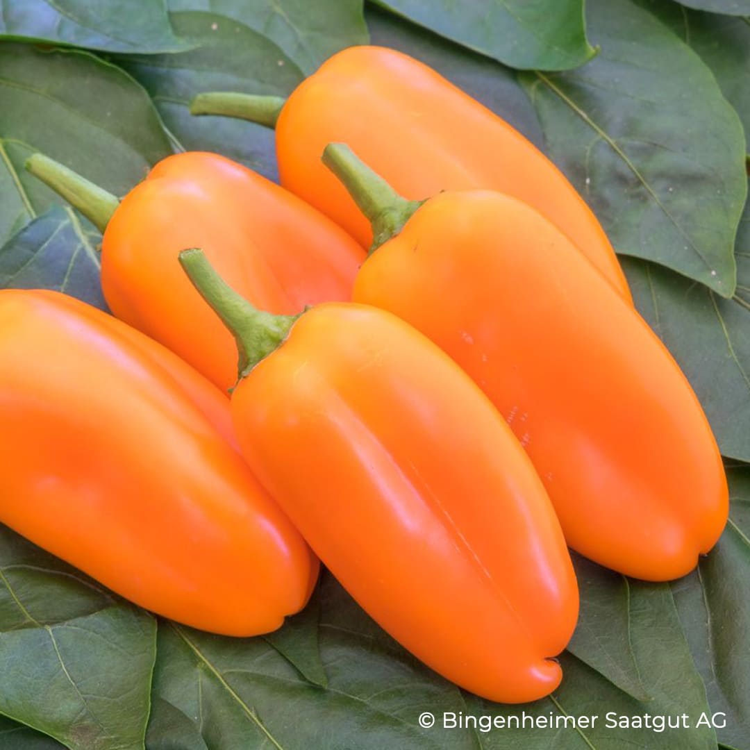 Bio-Jungpflanze Snackpaprika Flynn