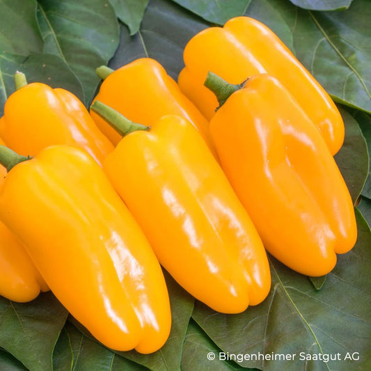 Bio-Jungpflanze Snackpaprika Radja