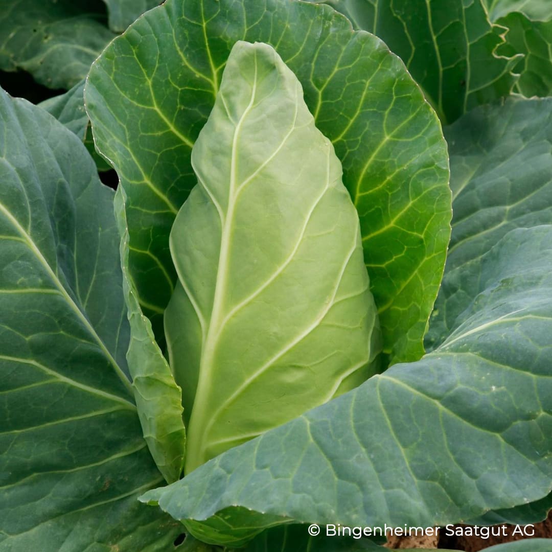 Bio-Jungpflanze Spitzkohl Eersteling (Brassica oleracea convar. capitata)