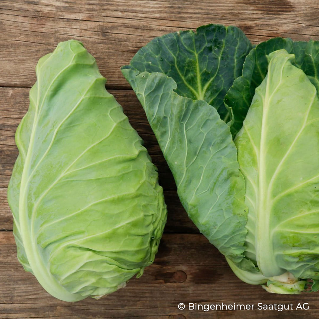 Bio-Jungpflanze Spitzkohl Eersteling (Brassica oleracea convar. capitata)