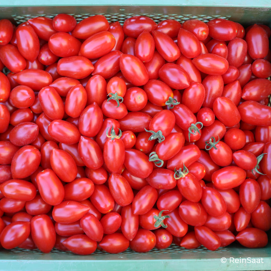 Bio-Jungpflanze Cherrytomate Donatellina (Solanum lycopersicum)