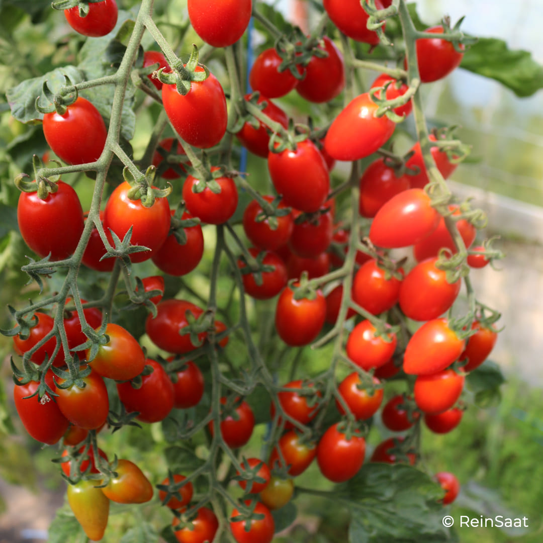 Bio-Jungpflanze Cherrytomate Donatellina (Solanum lycopersicum)