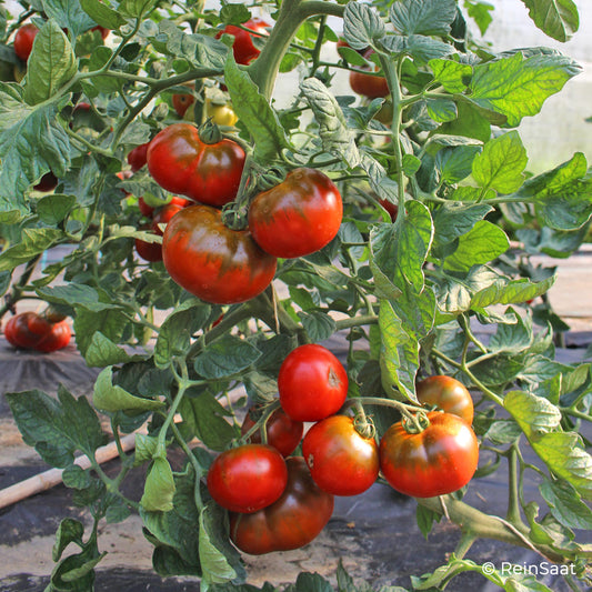 Bio-Jungpflanze Salattomate Revilla