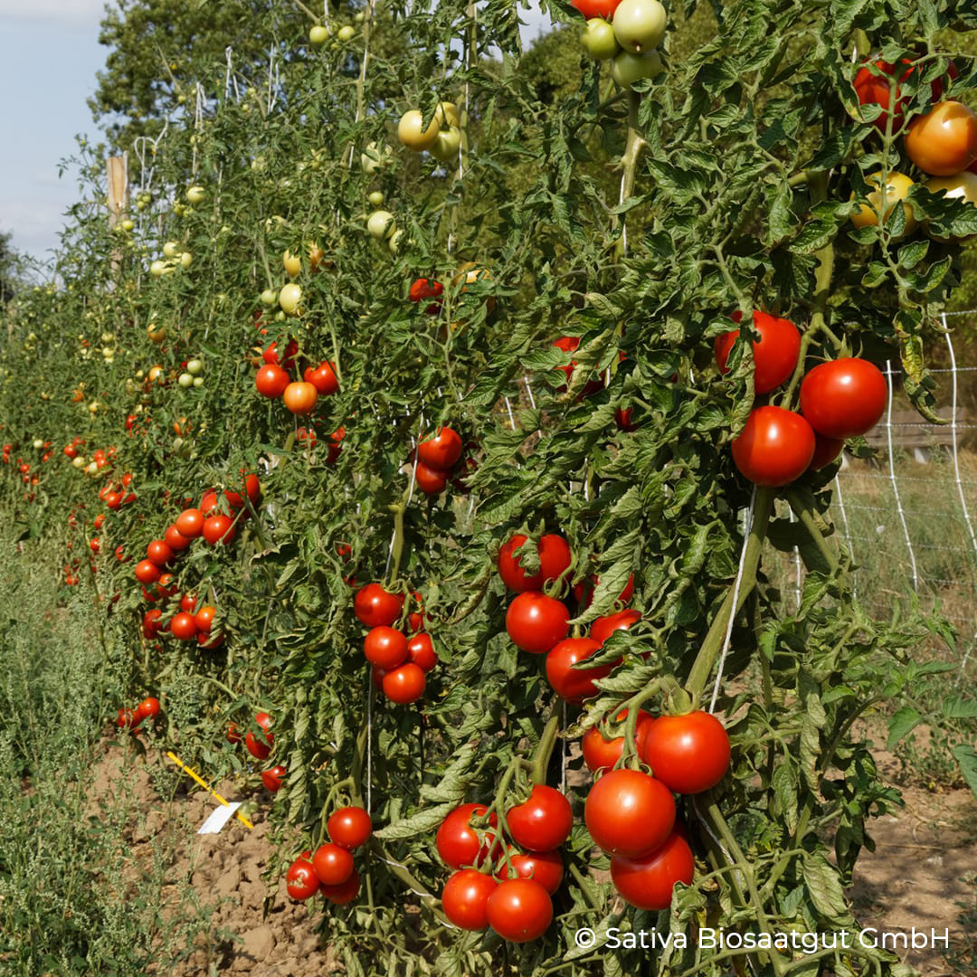 Bio-Tomate Rondobella im Freiland