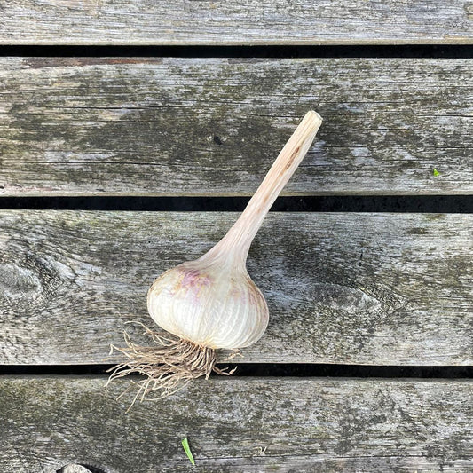 Bio-Knoblauch "Vallelado"