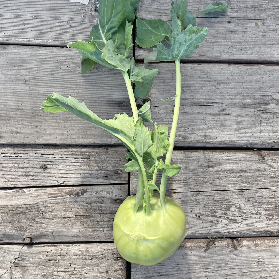 Bio-Kohlrabi weiß 